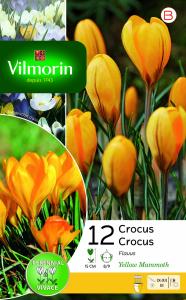 Crocus Yellow Mammouth (x12)